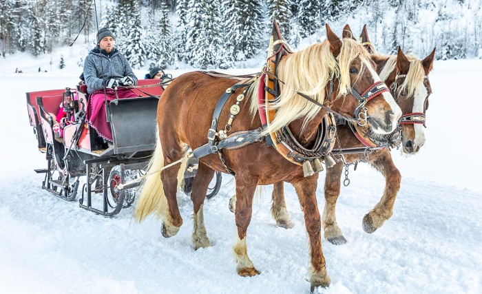 Horse sleigh rides